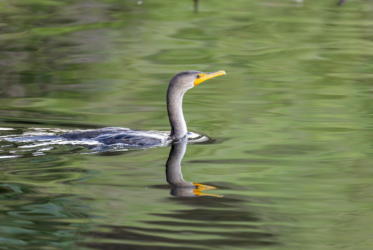 Double-crested Cormorant - ML646631366