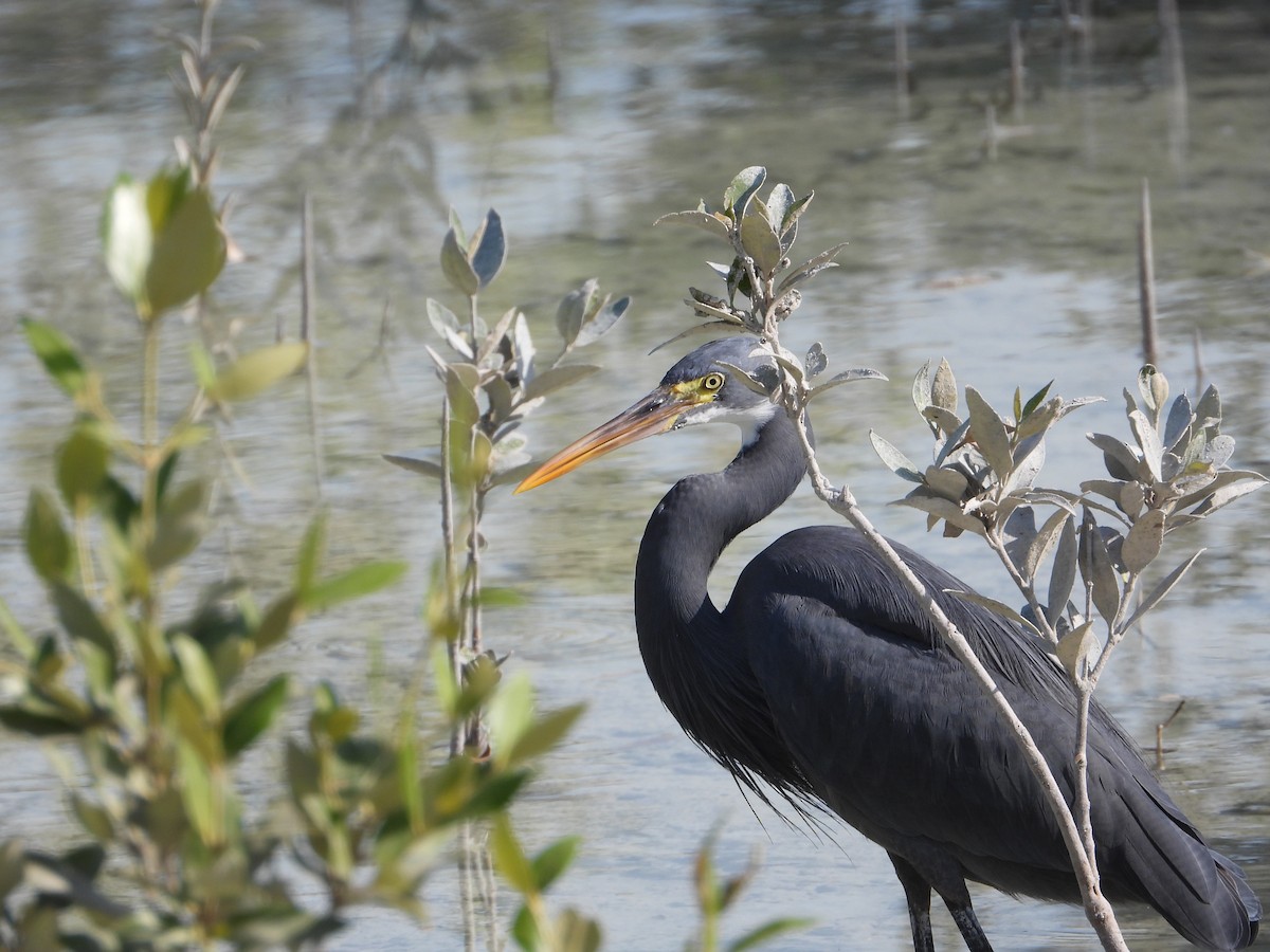 Western Reef-Heron - ML646631367