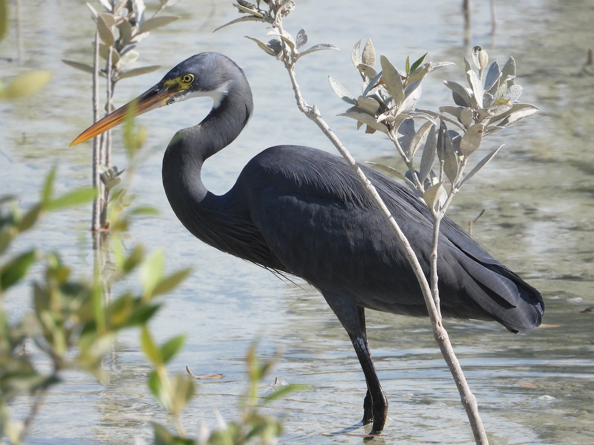 Western Reef-Heron - ML646631368