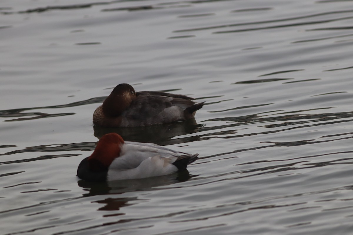 Красноголовый нырок - ML646631369