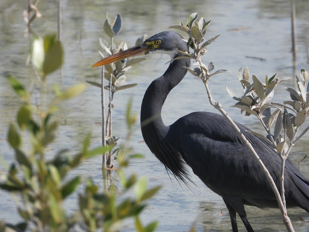 Western Reef-Heron - ML646631370