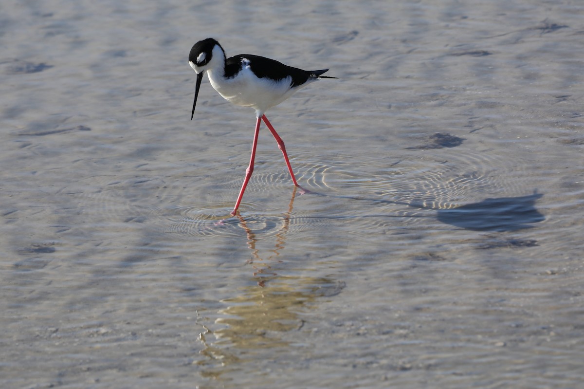 Black-necked Stilt - ML646631379