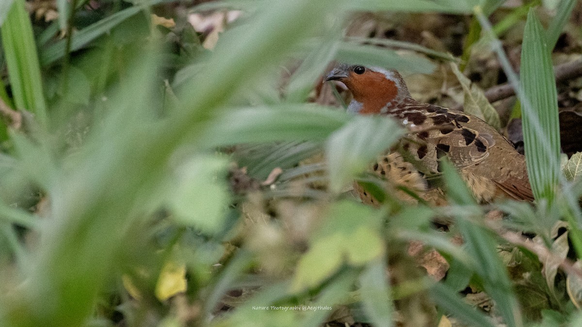Chinese Bamboo-Partridge - ML646631380