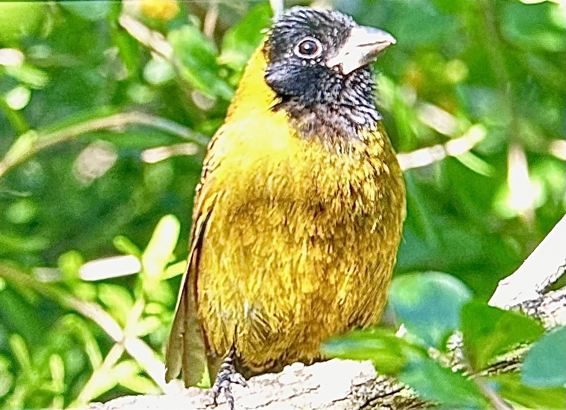 クロアカイカル - ML646631381