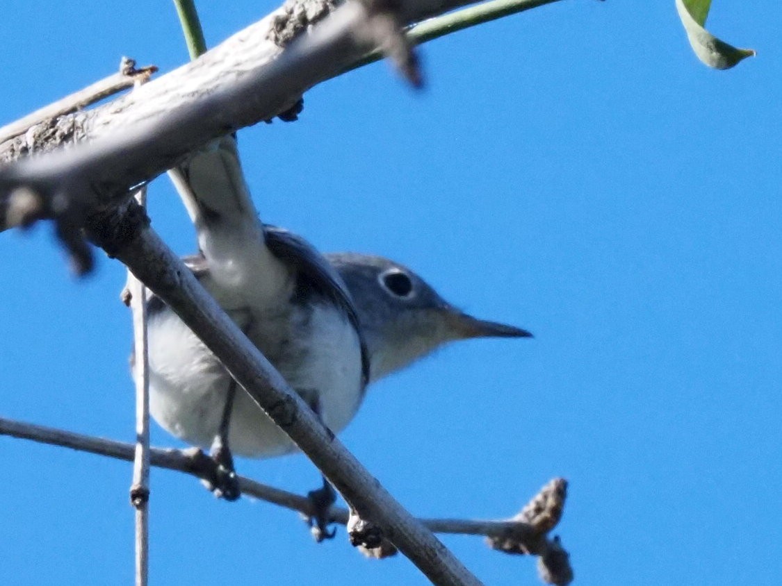 Blaumückenfänger - ML646631383