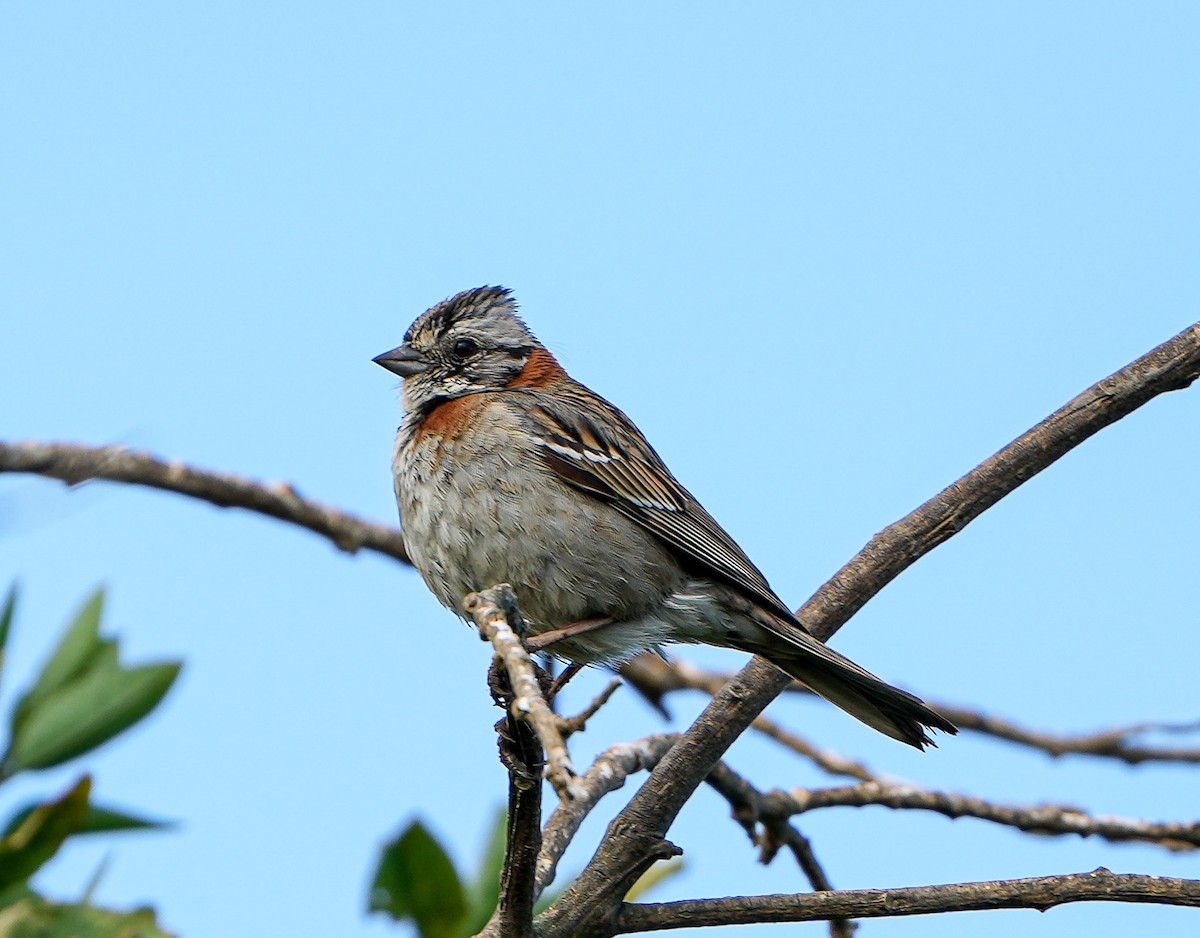 Rufous-collared Sparrow - ML646631385