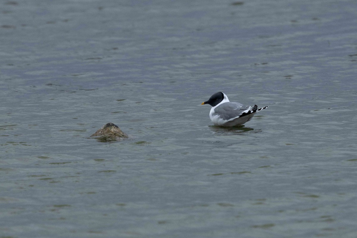 Sabine's Gull - ML646631386