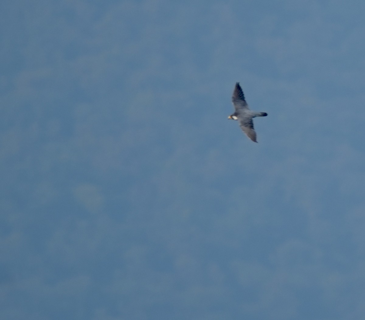 Peregrine Falcon - ML646631388