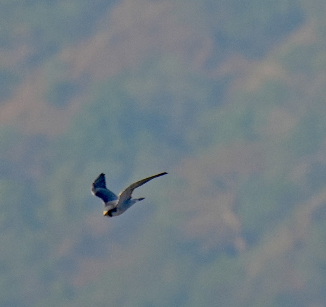 Peregrine Falcon - ML646631390