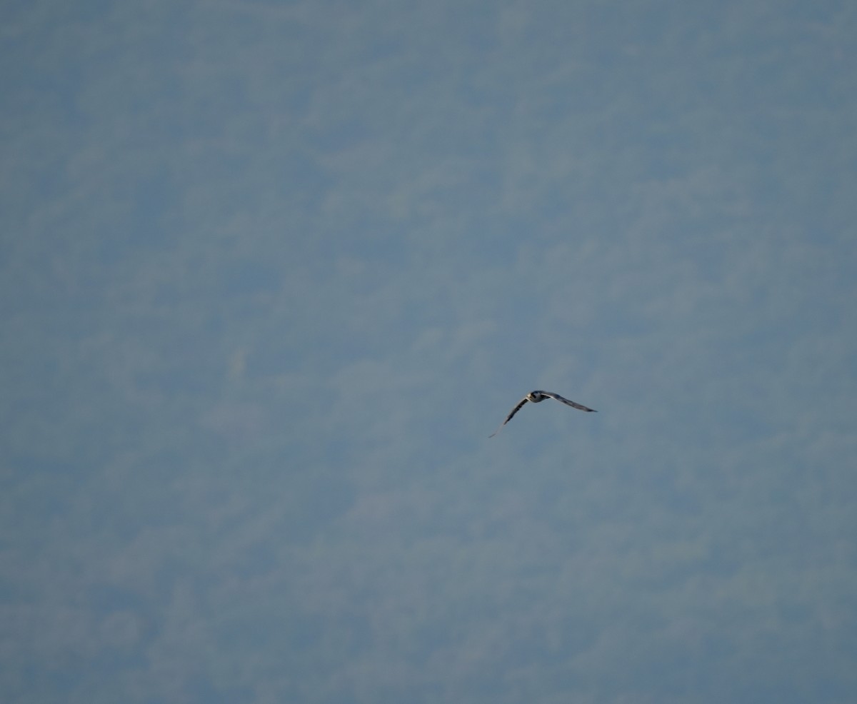 Peregrine Falcon - ML646631391