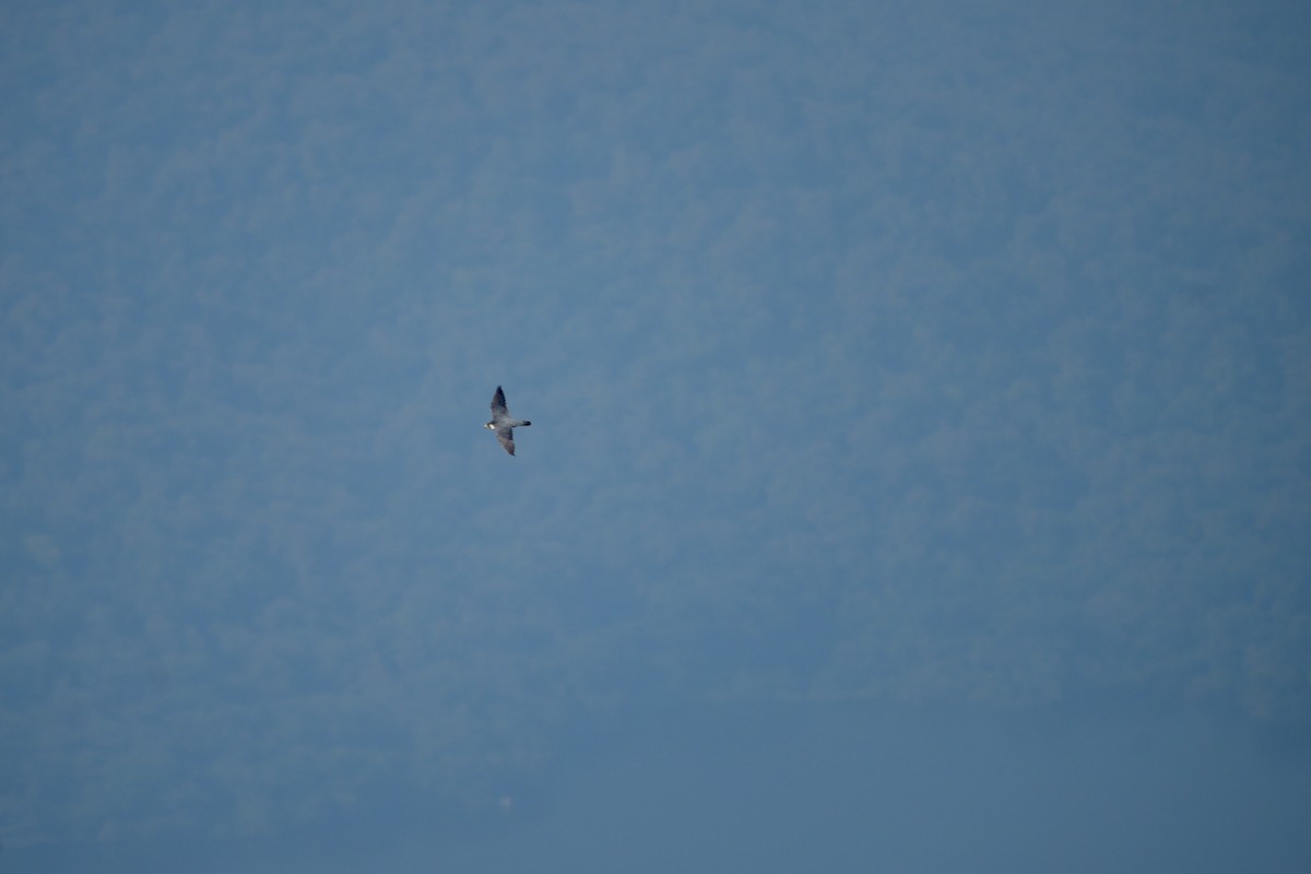 Peregrine Falcon - ML646631392