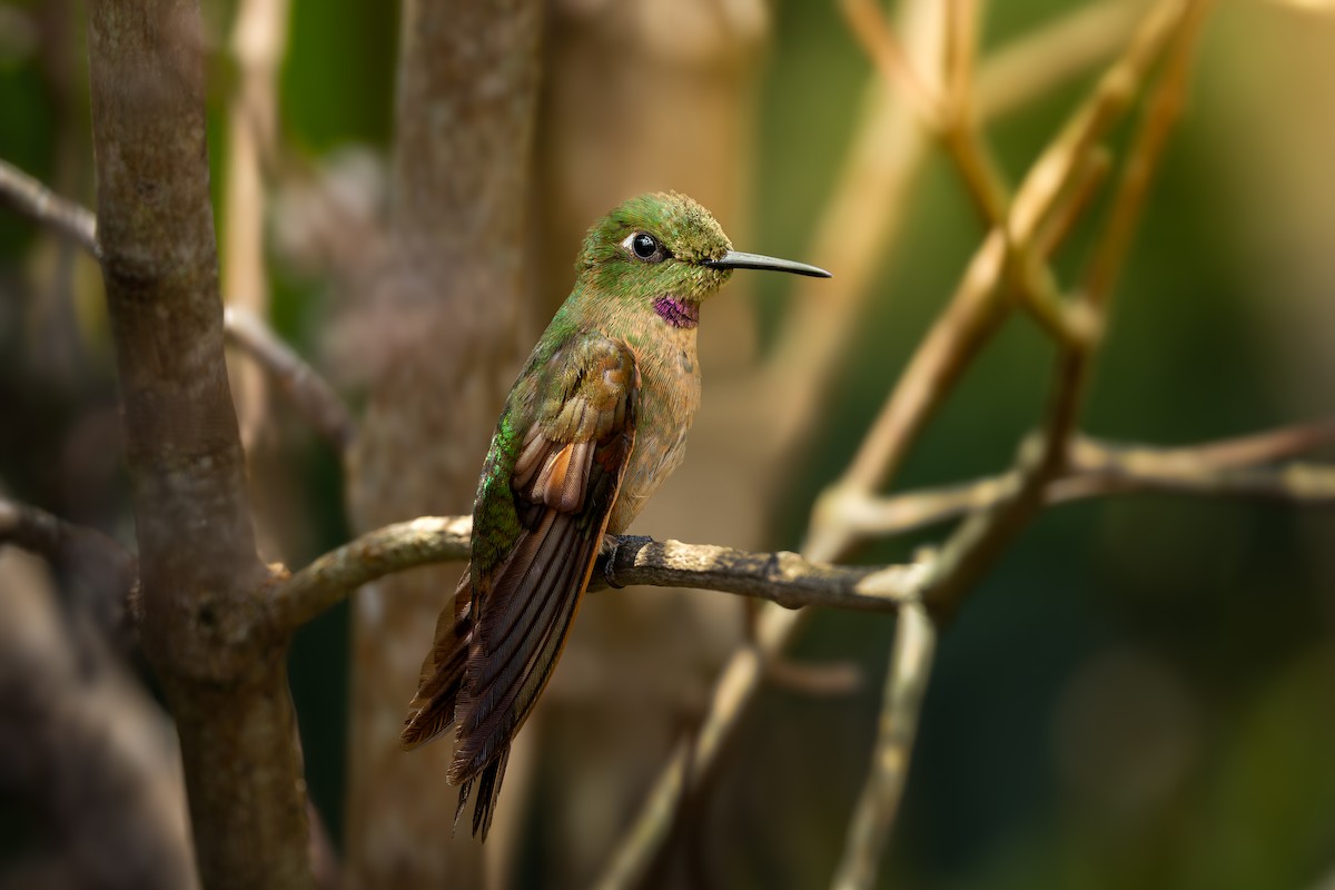 Fawn-breasted Brilliant - ML646631393