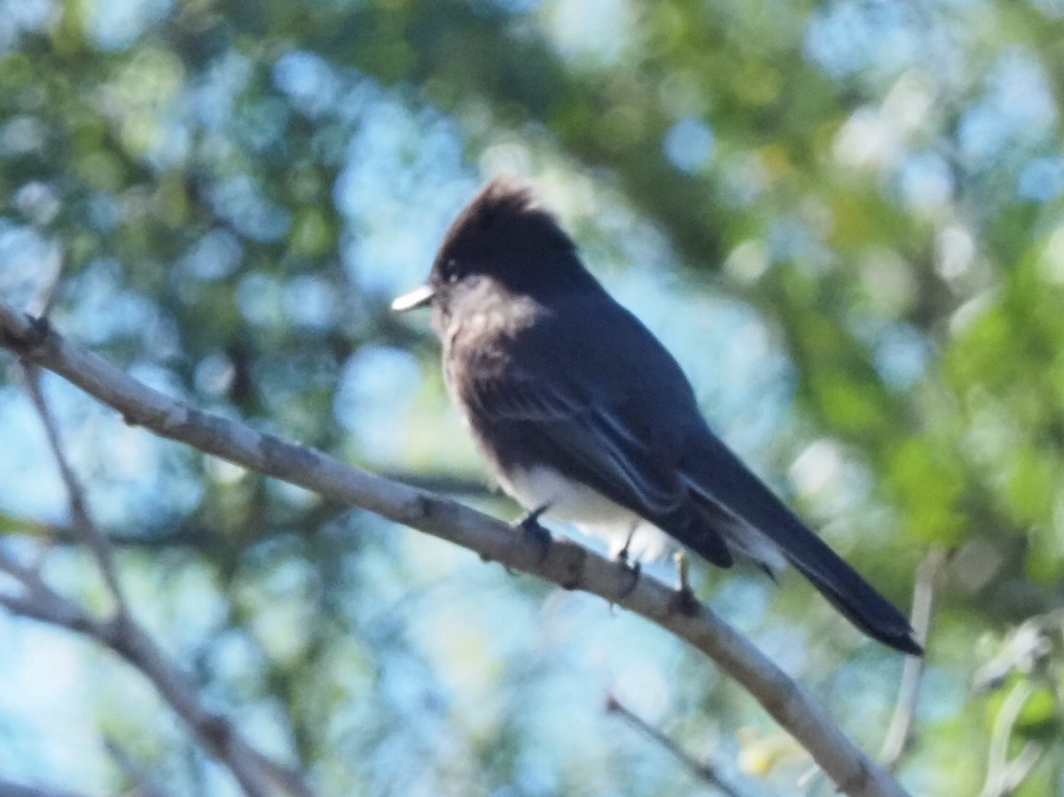 Schwarzkopf-Phoebetyrann - ML646631394