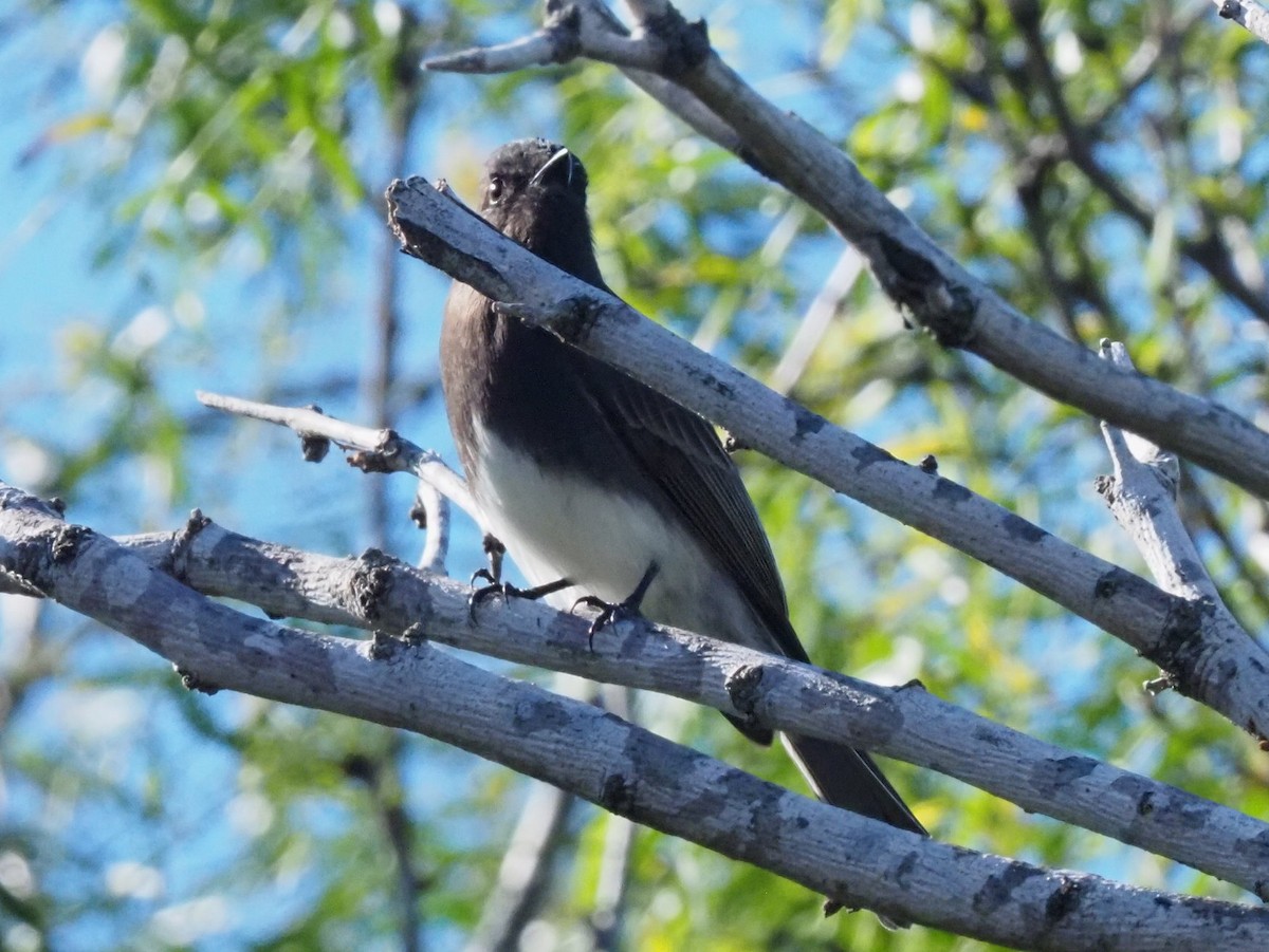 Schwarzkopf-Phoebetyrann - ML646631395