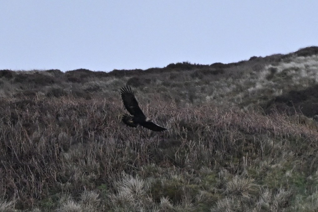 イヌワシ - ML646631397