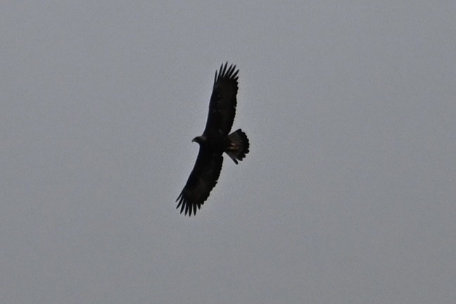 イヌワシ - ML646631398