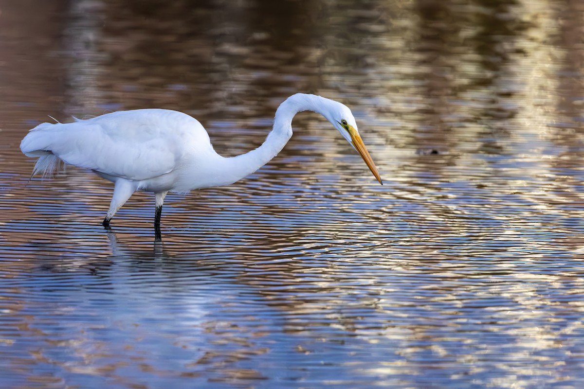 Great Egret - ML646631399