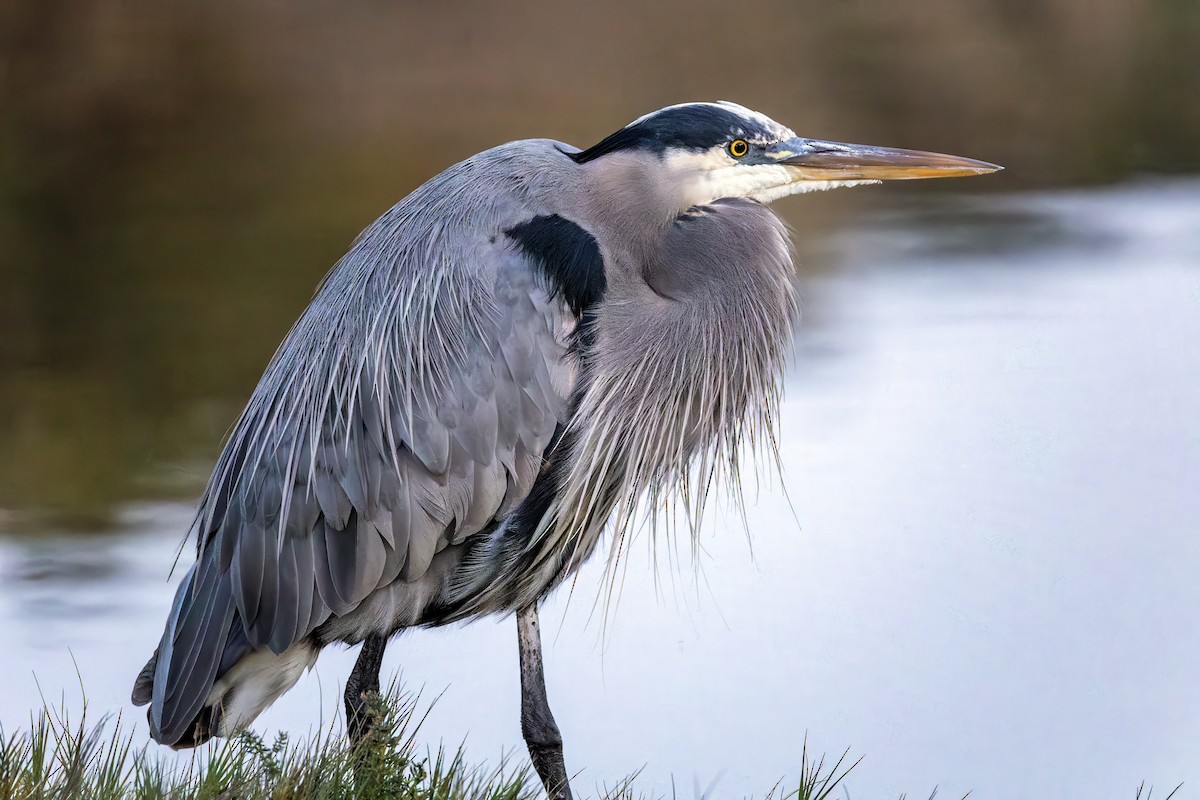 Great Blue Heron - ML646631400
