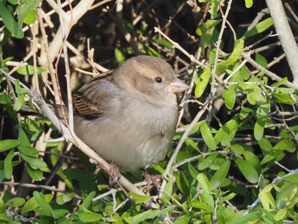 House Sparrow - ML646631401