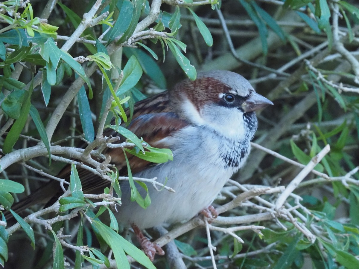 House Sparrow - ML646631402