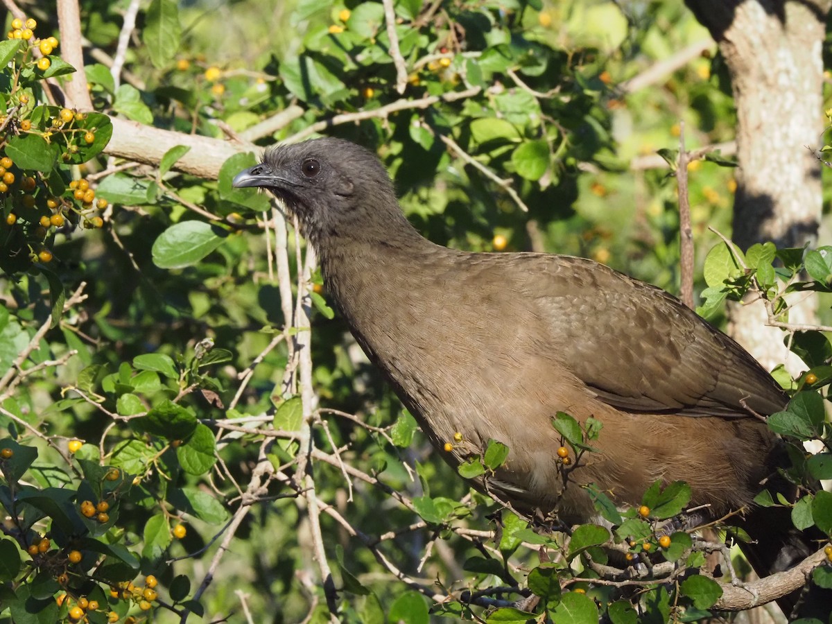 Plain Chachalaca - ML646631403