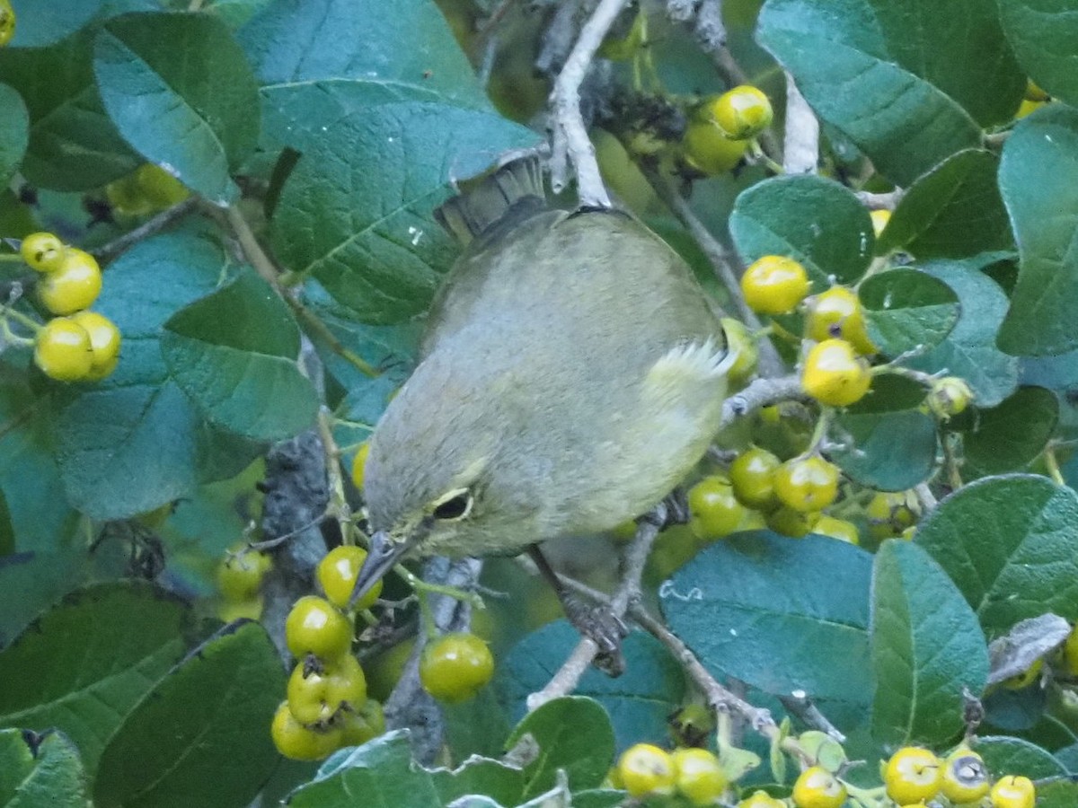 Orange-crowned Warbler - ML646631405
