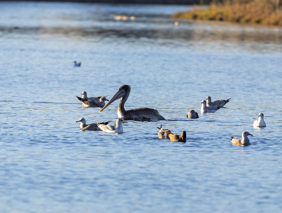 Brown Pelican - ML646631406