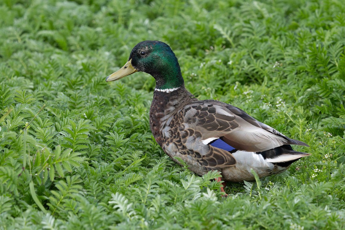 Mallard - ML646631407