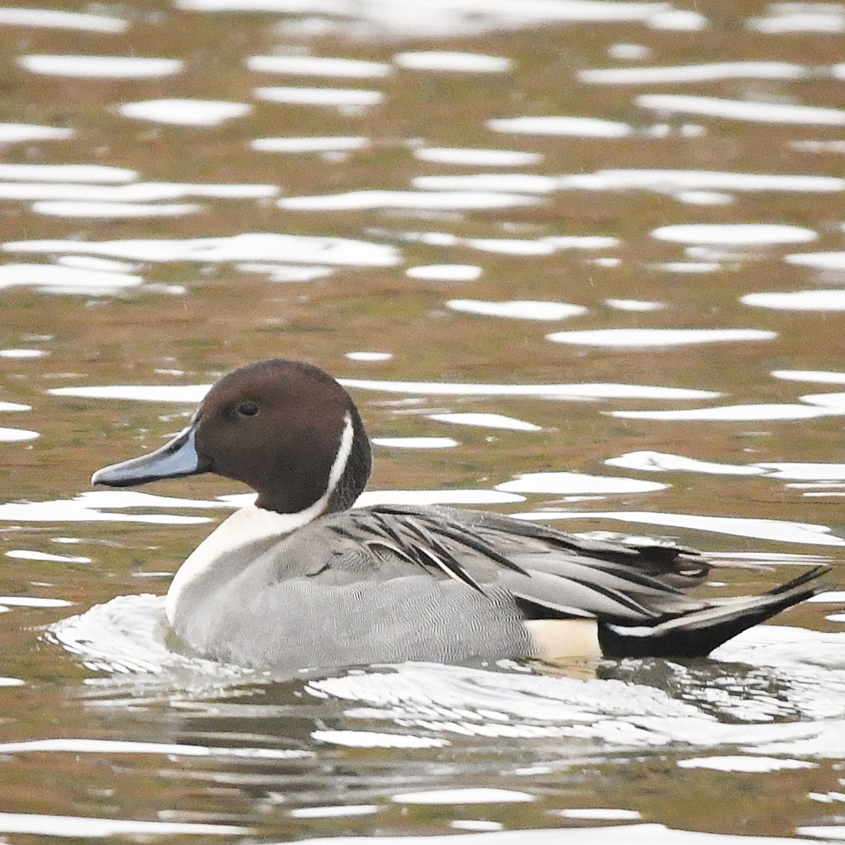 Northern Pintail - ML646631408