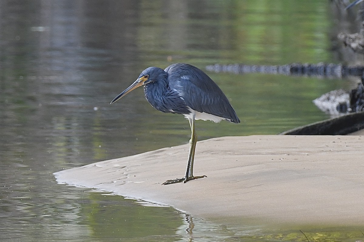 Tricolored Heron - ML646631409