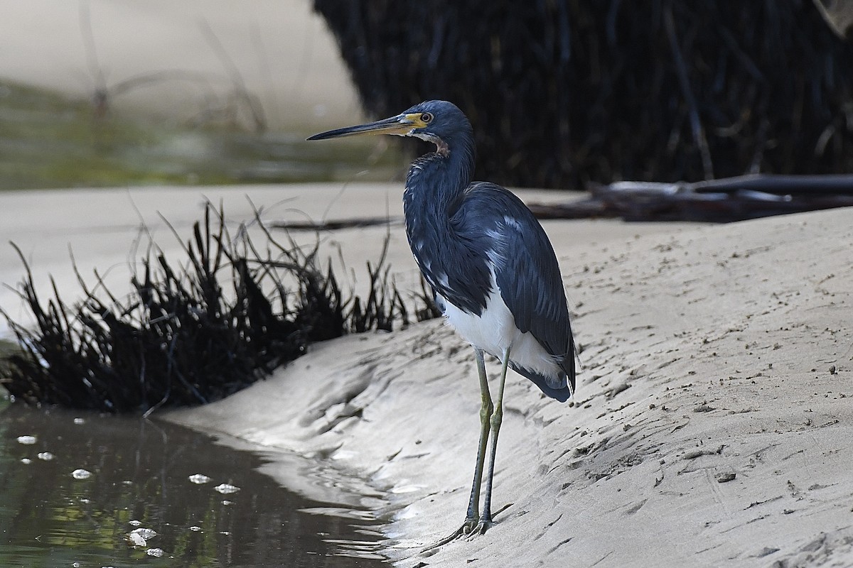 Tricolored Heron - ML646631410
