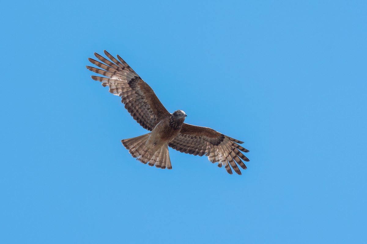 Milanweih - ML646631411