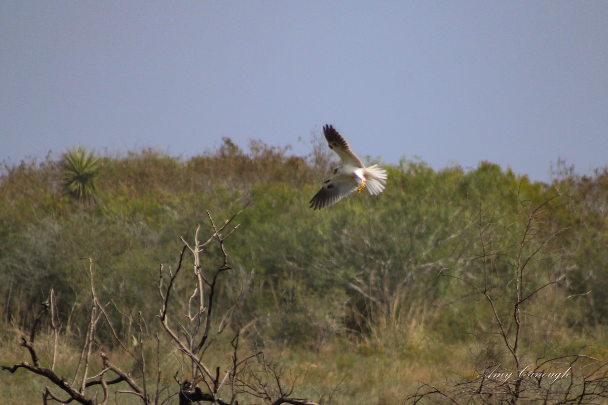 White-tailed Kite - ML646631413