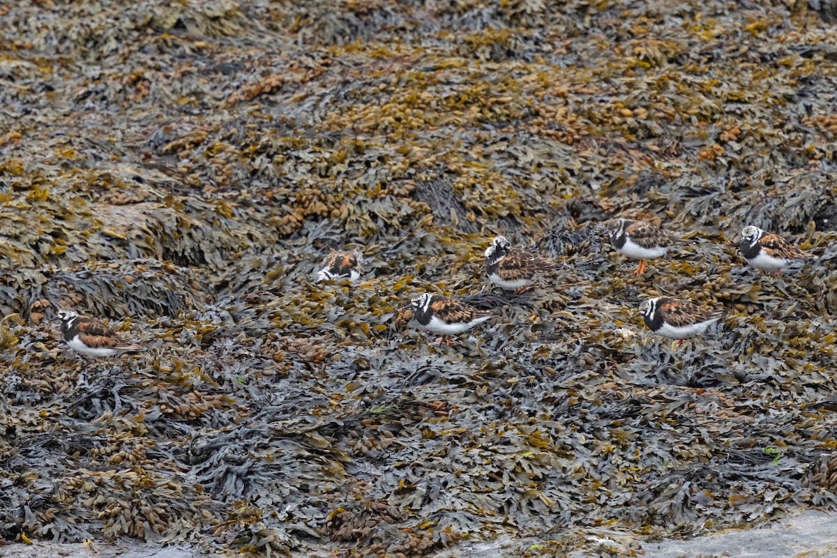 Ruddy Turnstone - ML646631414