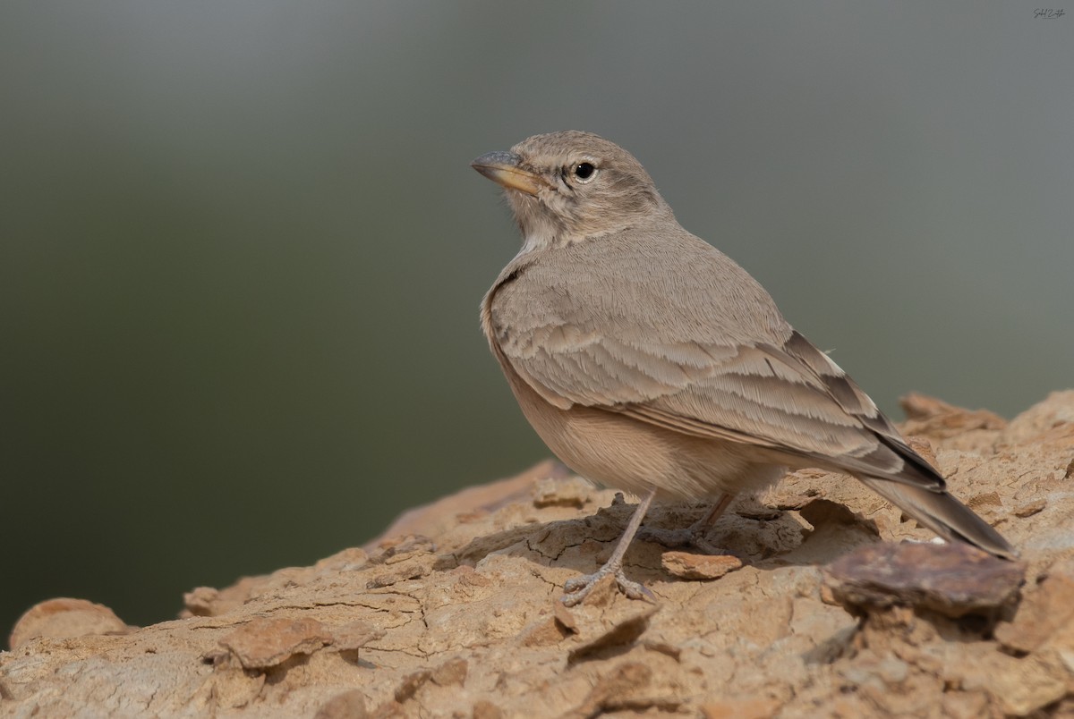 Desert Lark - ML646631415