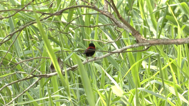 Red-backed Fairywren - ML646631416