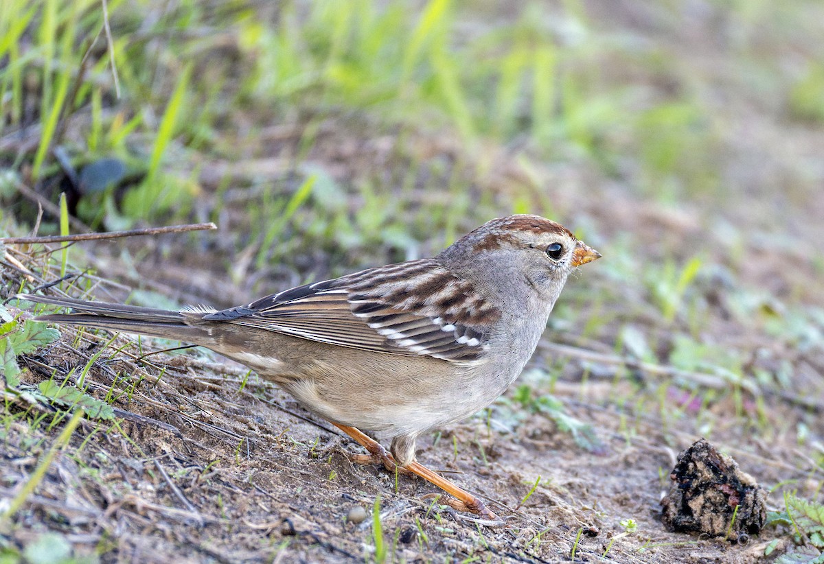 White-crowned Sparrow - ML646631417