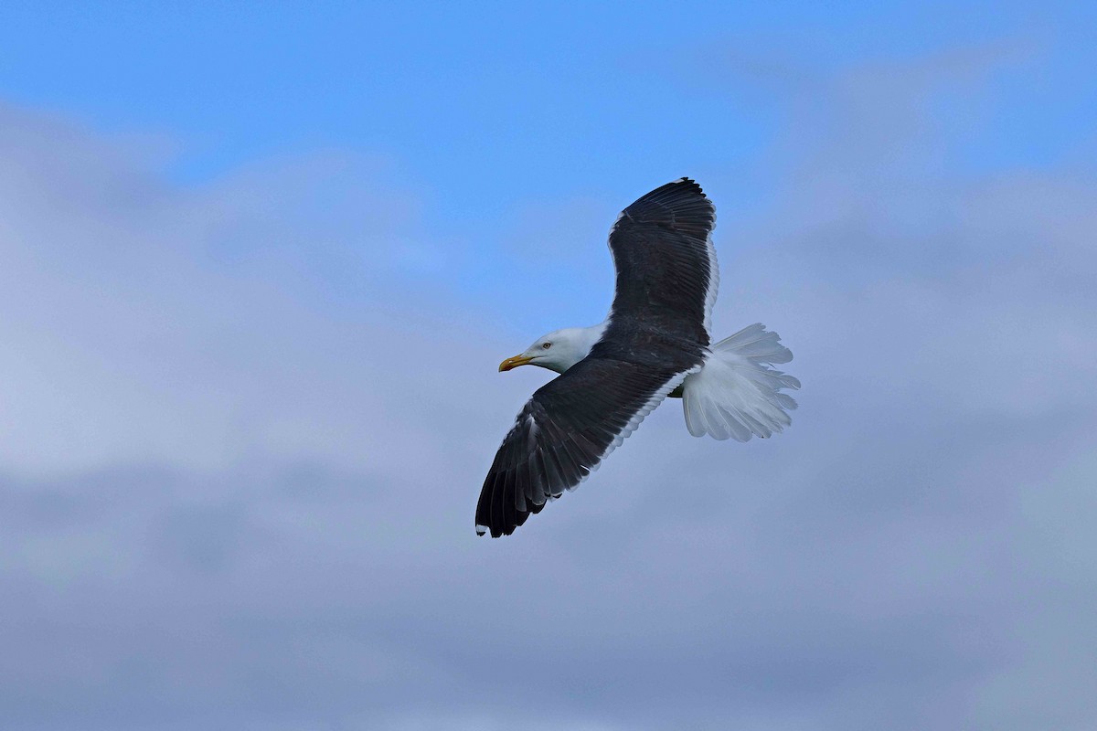 Lesser Black-backed Gull - ML646631418