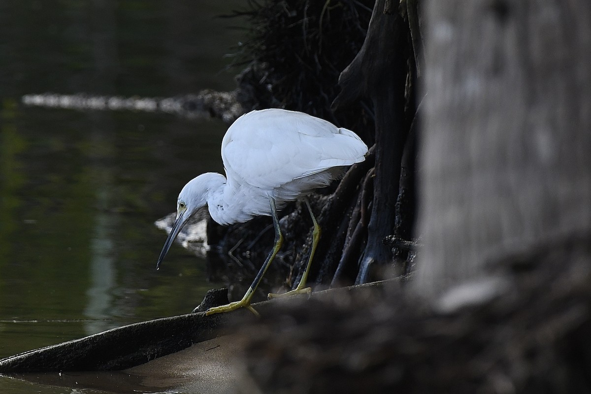 Snowy Egret - ML646631419