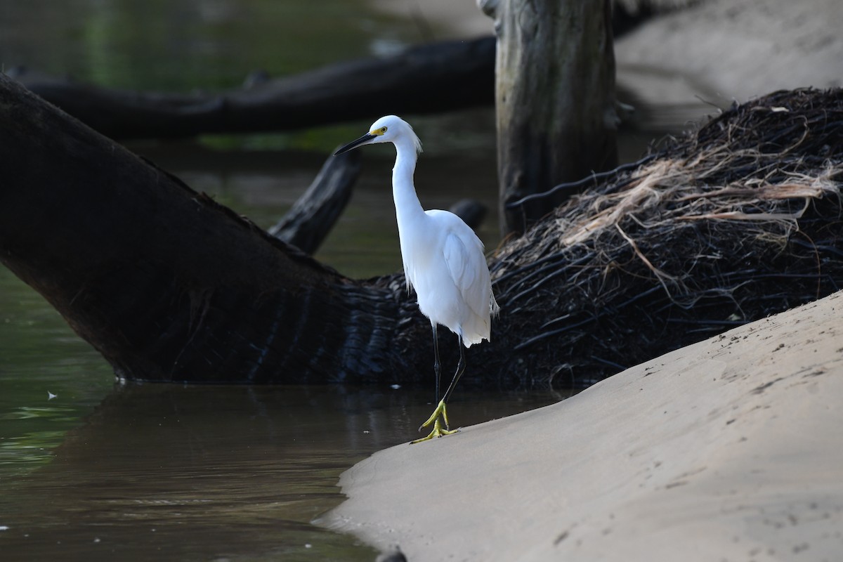 Snowy Egret - ML646631420
