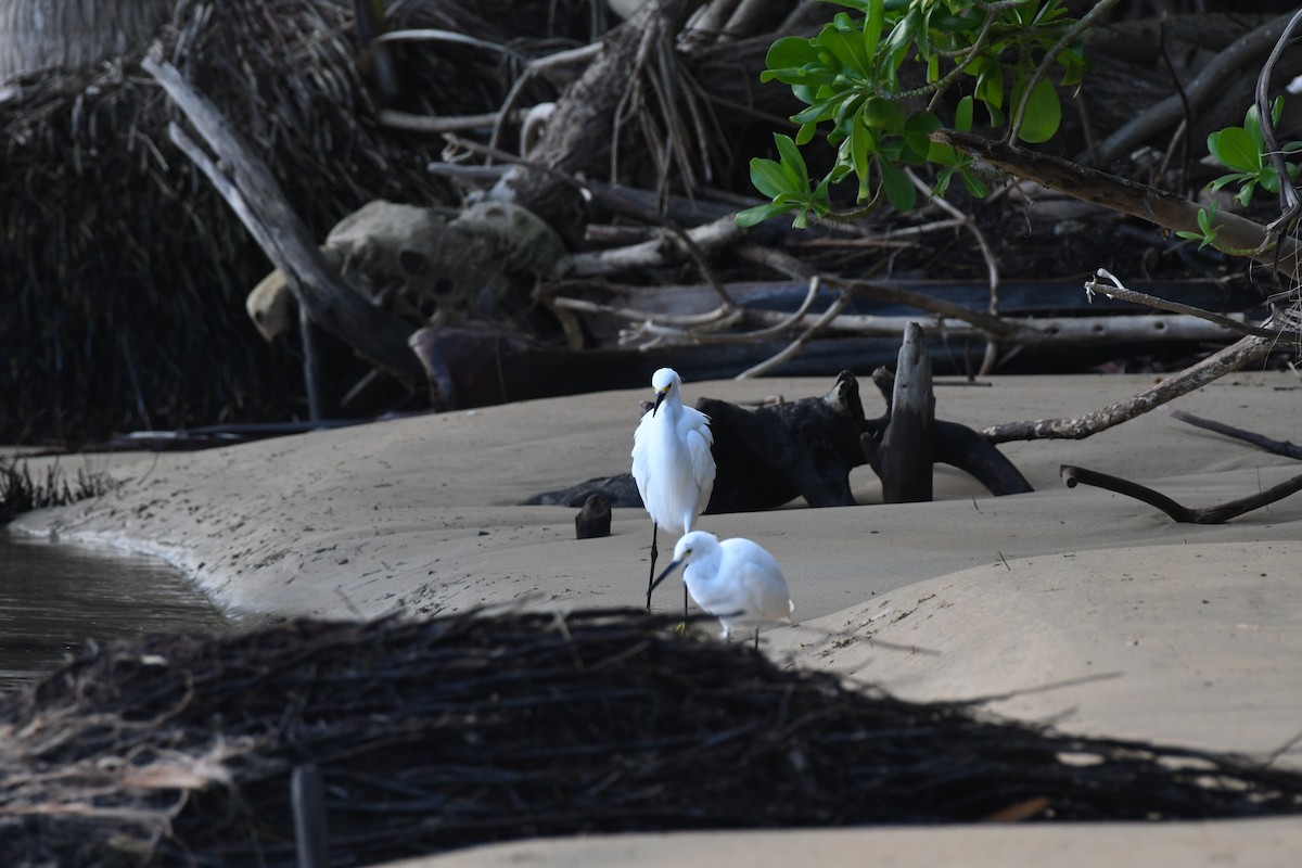 Snowy Egret - ML646631421
