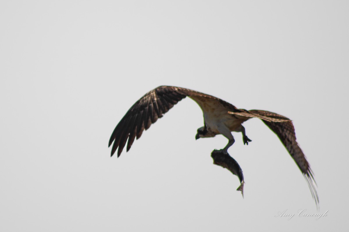 Osprey - ML646631422