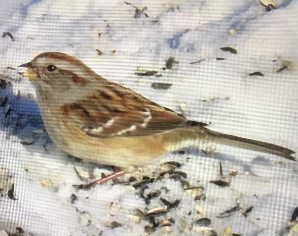 American Tree Sparrow - ML646631423