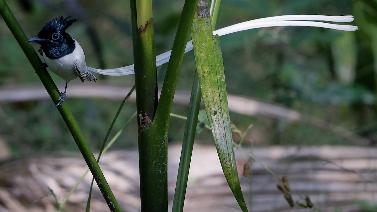 Indian Paradise-Flycatcher - ML646631424