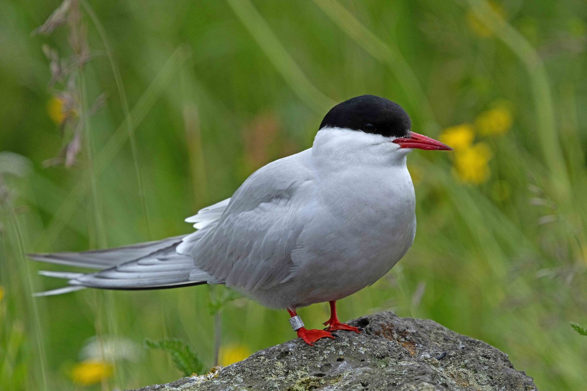 Arctic Tern - ML646631425