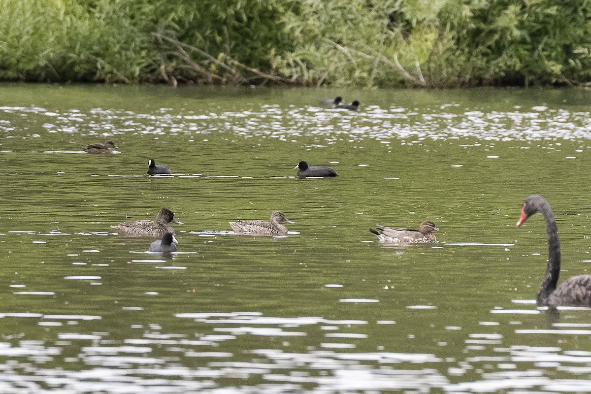 Freckled Duck - ML646631426