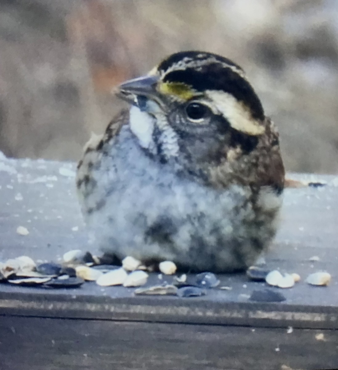 White-throated Sparrow - ML646631429