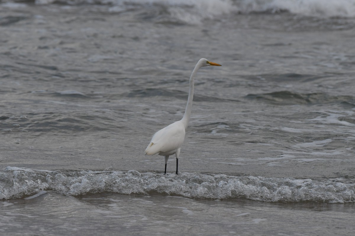 Great Egret - ML646631430