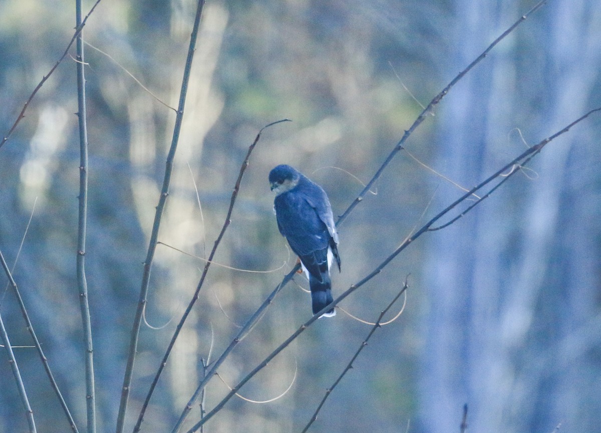 Sharp-shinned Hawk - ML646631431