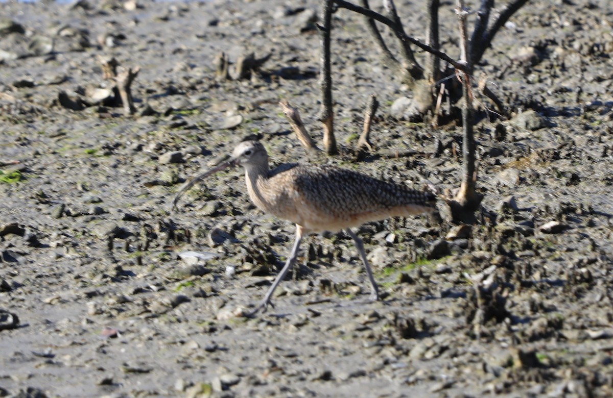 Long-billed Curlew - ML646631432